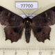 77700p Noctuidae Polygoniodes sp. Panama $12