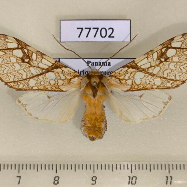 Arctiidae Lophocampa propinqua f Panama