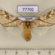 77702p Arctiidae Lophocampa propinqua f Panama $17