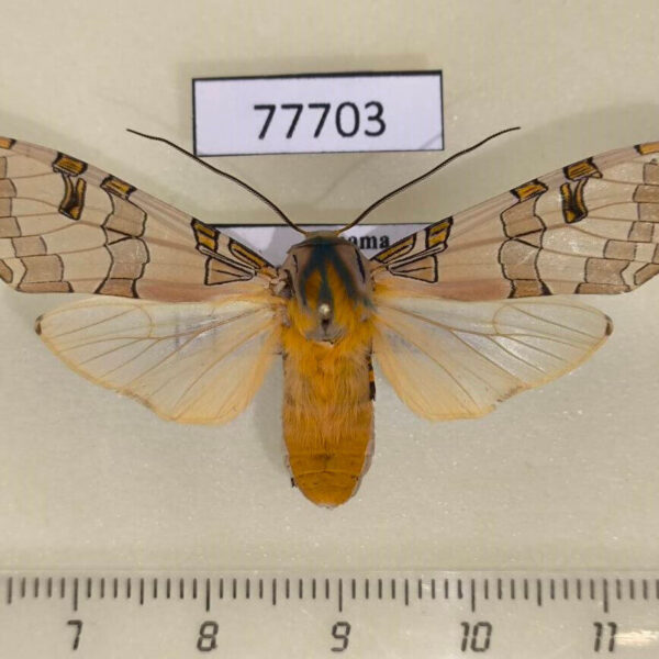 Arctiidae Halysidota orientalis f Panama