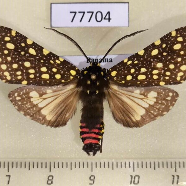 Arctiidae Bernathonomus piperita Panama