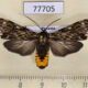 77705p Arctiidae Nelphe relegatum f Panama $12
