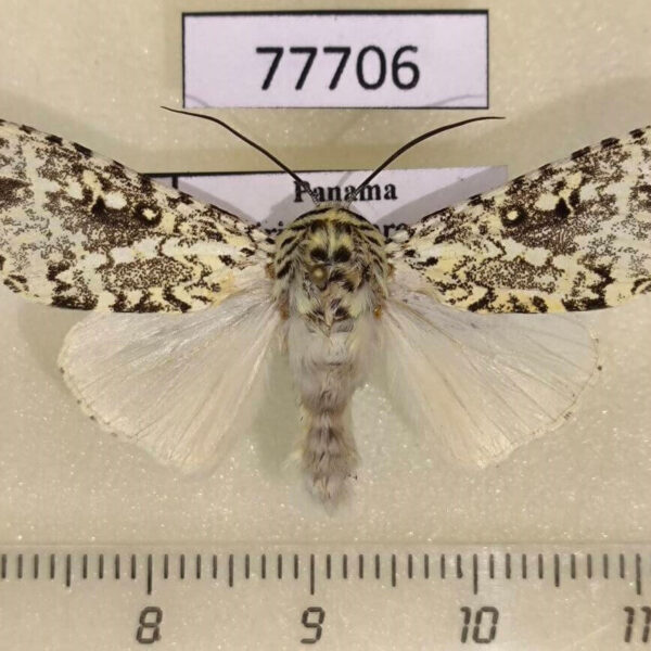 Noctuidae Lichnoptera gulo Panama