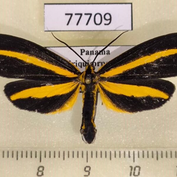 Notodontiidae Josia gigantea Panama