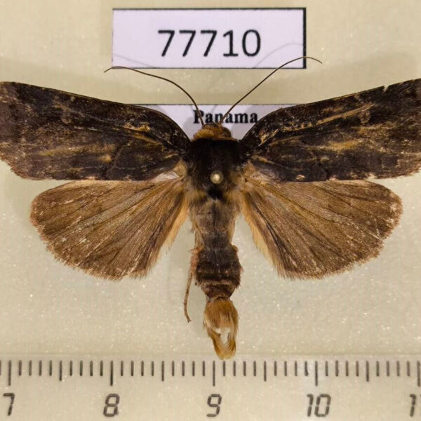 Noctuidae Orthodes lodebar Panama