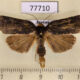 77710p Noctuidae Orthodes lodebar Panama $7