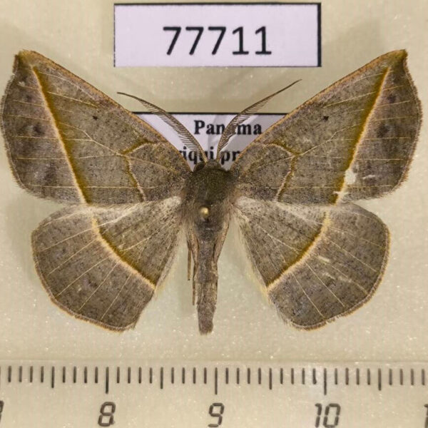 Geometridae Eusarca subflavaria Panama