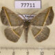 77711p Geometridae Eusarca subflavaria Panama $8