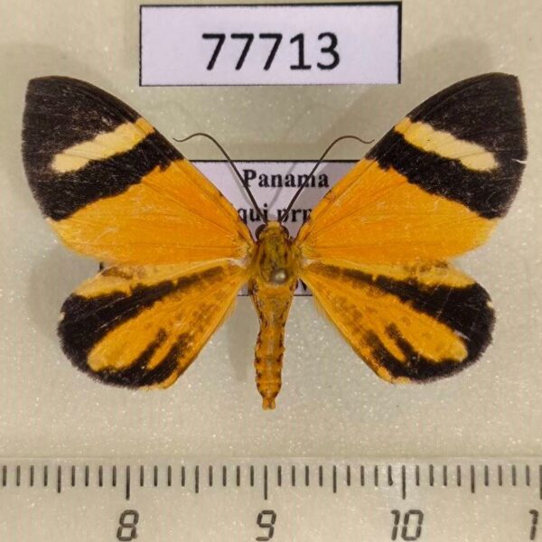 Geometridae Hagnagora clustimena Panama