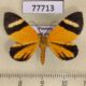 77713p Geometridae Hagnagora clustimena Panama $12
