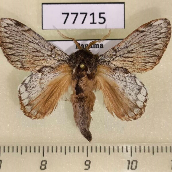 Lasiocampidae Euglyphis phedonioides Panama