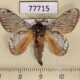 77715p Lasiocampidae Euglyphis phedonioides Panama $20