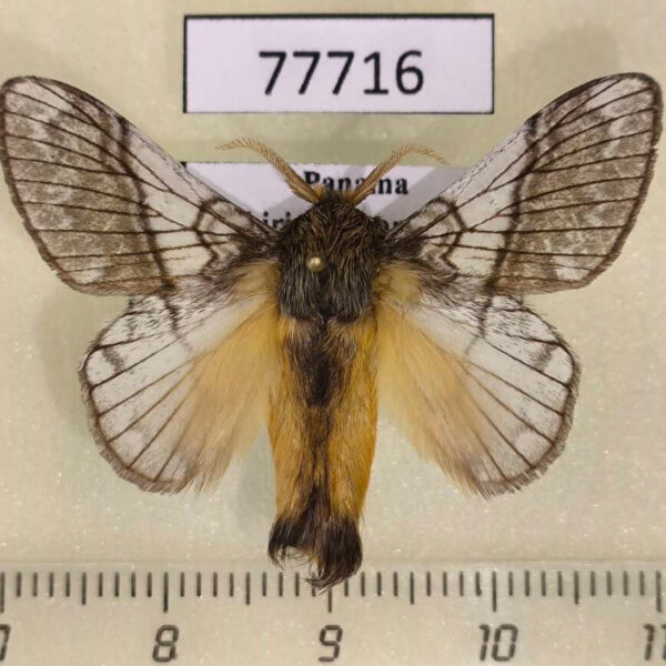 Lasiocampidae Euglyphis directa Panama