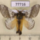 77716p Lasiocampidae Euglyphis directa Panama $20