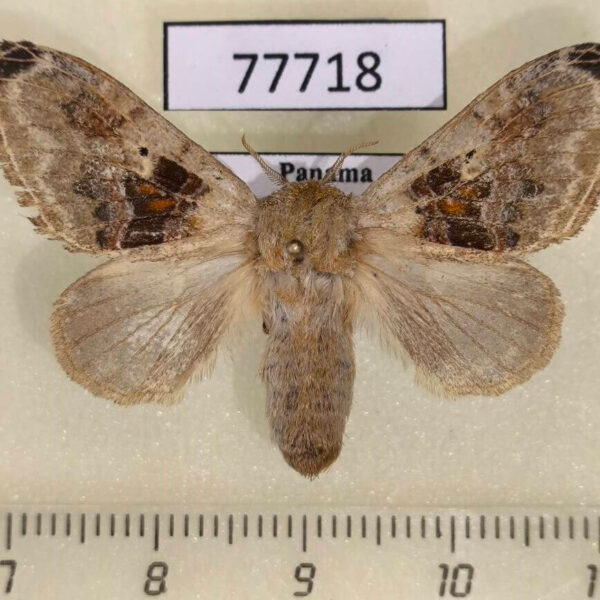 Lasiocampidae Tolype perplexa f Panama