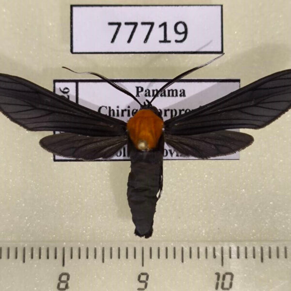 Arctiidae Contortivalva potentia Panama