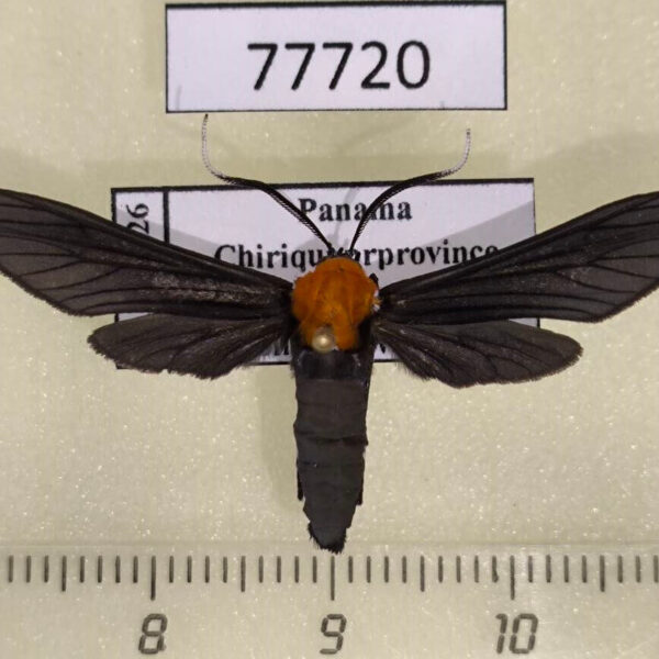 Arctiidae Contortivalva potentia Panama