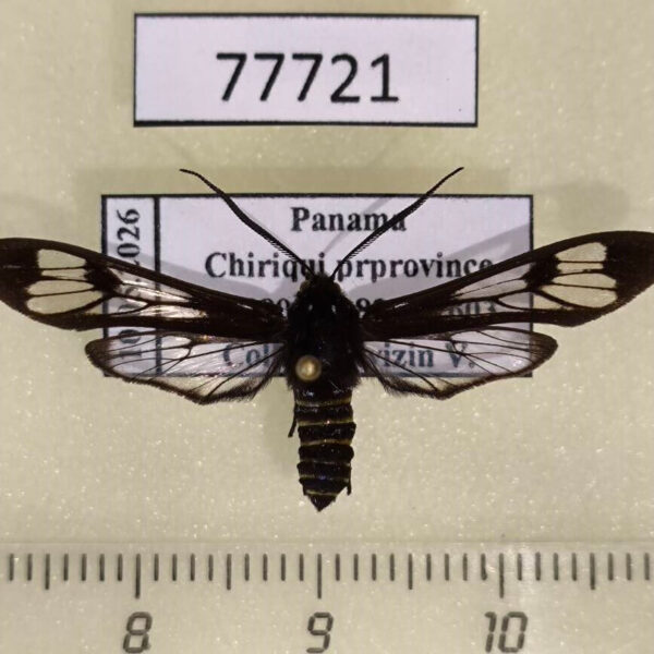 Arctiidae Phaenarete diana Panama