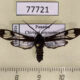 77721p Arctiidae Phaenarete diana Panama $12