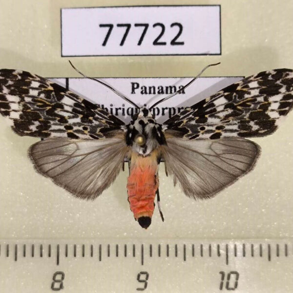 Arctiidae Eucereon tarona f Panama