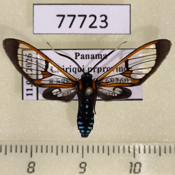 Arctiidae Cosmosoma thia Panama