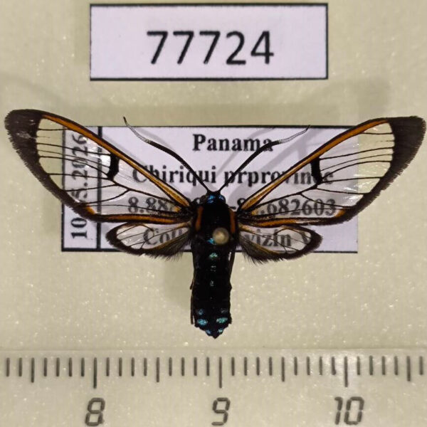 Arctiidae Cosmosoma sp. f Panama