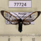 77724p Arctiidae Cosmosoma sp. f Panama $13