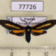 77726p Arctiidae Diaxanthia lucinia Panama $18