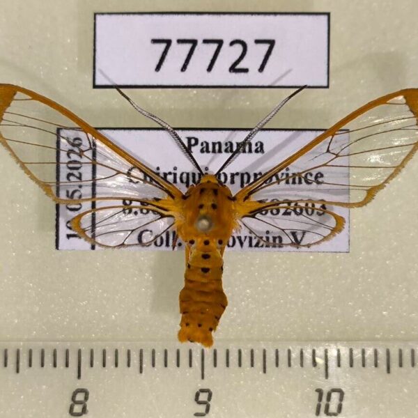 Arctiidae Isanthrene monticola Panama