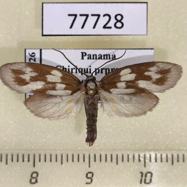 Urodidae Urodus sp. cumulata Panama