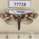 77728 Urodidae Urodus sp. cumulata Panama $9