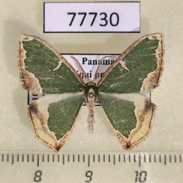 Geometridae Oospila venezuelata Panama