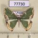 77730p Geometridae Oospila venezuelata Panama $10