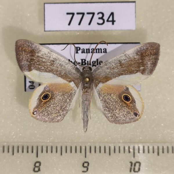 Geometridae Opisthoxia bella Panama