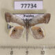 77734p Geometridae Opisthoxia bella Panama $13