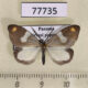 77735p Notodontiidae Nebulosa erymas Panama $10
