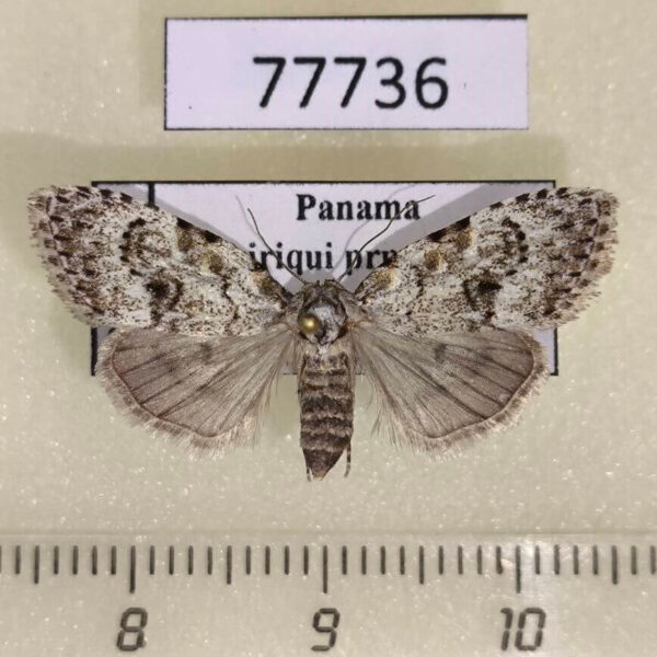 Noctuidae Meganola punctilinea Panama