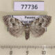 77736p Noctuidae Meganola punctilinea Panama $9
