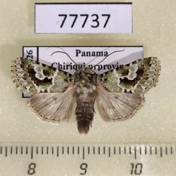 Noctuidae Elaphria delenifica Panama