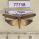 77738p Arctiidae Rhabdatomis laudamia Panama $2