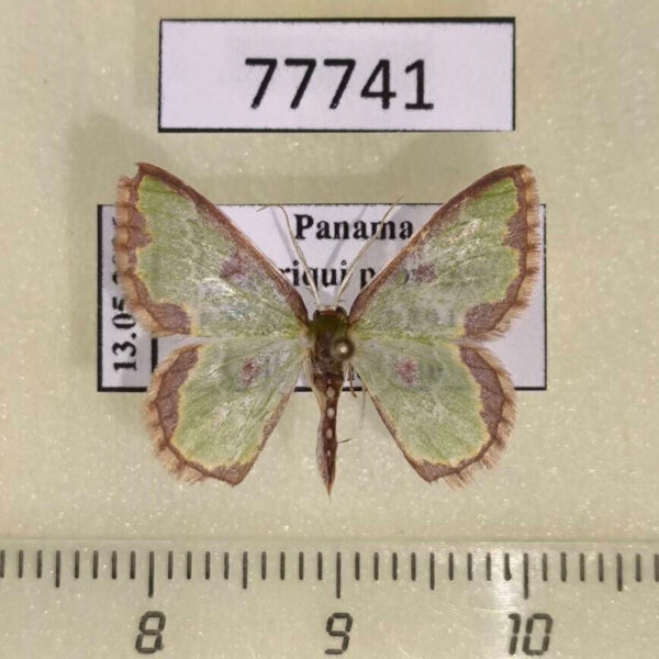 Geometridae Synchlora dependens Panama