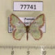 77741p Geometridae Synchlora dependens Panama $8
