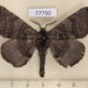 77750p Apatelodidae Apatelodes turrialba Panama $9