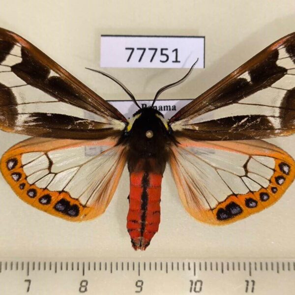 Arctiidae Dysschema mariamne Panama