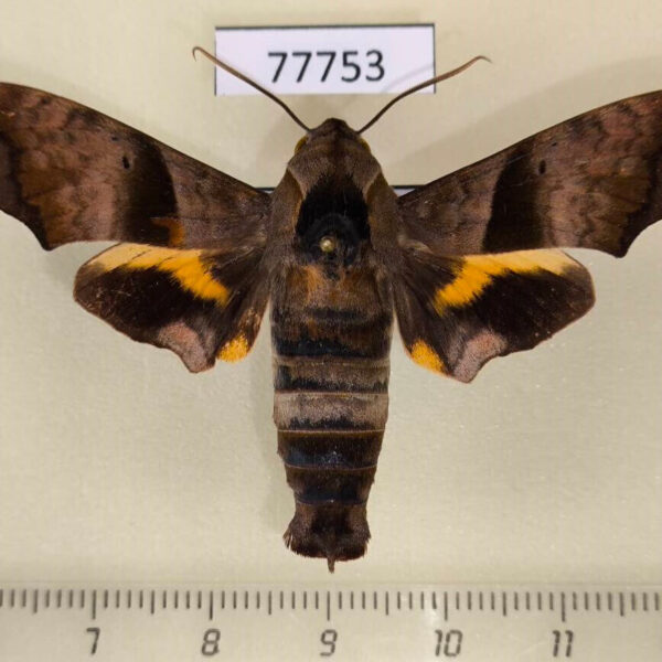 Sphingidae Perigonia lusca Panama