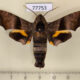 77753p Sphingidae Perigonia lusca Panama $30