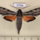 77754p Sphingidae Erinnyis obscura Panama $20