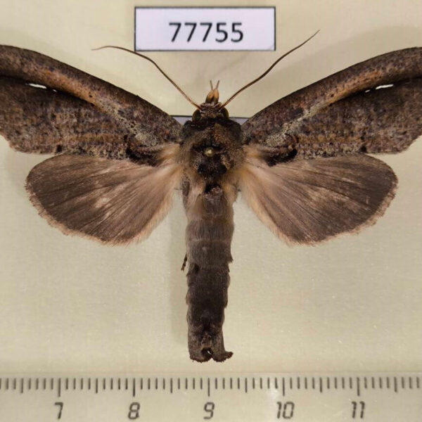 Notodontiidae Bardaxima lucilinea Panama