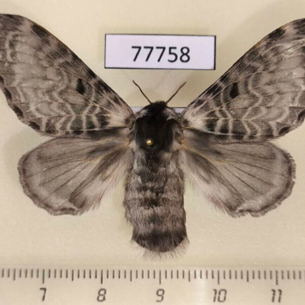 Lasiocampidae Tytocha sp. temperata f Panama