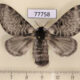 77758p Lasiocampidae Tytocha sp. temperata f Panama $30
